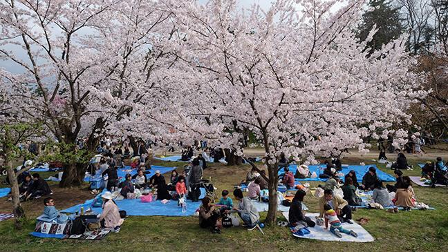 Japanese blossom tree 